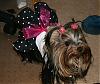 My little Minnie Mouses in pigtails-img_0816.jpg