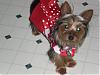 sassy's valentine photos-picture-119.jpg