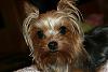 New pics of Prissy-img_5186_1.jpg