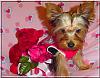 Allegro's Valentine Pictures!!-allegro-20wks-03.jpg