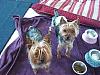 Coco and Rocco sporting new looks..-picture-185-400-x-300-.jpg