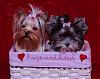 Valentine photos of the girls (Biewer AND Yorkie)-girls-600-x-474-.jpg