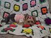 My Yorkie Pictures-valentines2.jpg