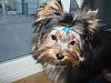 Toby......Gorgeous after a bath!-2-16-tobys-cute-face.jpg
