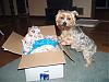 Toby......Gorgeous after a bath!-2-16-luckys-1st-yt-ge-box-arrived.jpg