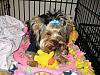 Tucker is home!!!-newmaddieandsophie-038-medium-.jpg