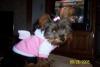 Carlee in her new bow and hoodie!-000_0157.jpg