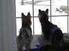 Jaxon & Andrew - after one week together....-double-guard-dogs_feb-08.jpg