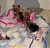HELP!!! There are MONSTERS in my bed!!!!!-newmaddieandsophie-054-medium-.jpg