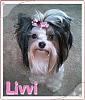 My pretty Livvi! My pretty Biewer~-livvi_1.jpg