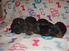 ♥Happy 1 weeks (7 days) to "The Fab Five"!!♥-dsc05516.jpg