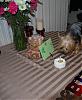 Happy 2nd Birthday Winky!-pic02.jpg
