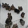 OH BOY!! We have more snow... Pic's of 14 yorky's going-2008-feb-group-pic-winter-2.jpg