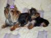 How do you do it with 2 furbabies?????-lexi-tori-027.jpg