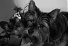 M&M in Black & White-puppies-001bw.jpg