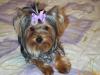 How do you do it with 2 furbabies?????-lexi-tori-030.jpg