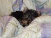 How do you do it with 2 furbabies?????-lexi-tori-039.jpg