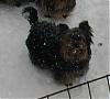 OH BOY!! We have more snow... Pic's of 14 yorky's going-2008-feb-shula.jpg