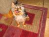 Pics of Chewy-img_0905.jpg