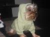 Pics of Chewy-img_1033.jpg