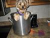 Calling all yorkie cooks!!!-rsz1157.jpg
