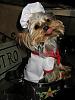 Calling all yorkie cooks!!!-chef-stedman-2.jpg