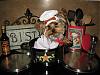 Calling all yorkie cooks!!!-chef-stedman-3.jpg