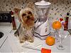 Calling all yorkie cooks!!!-dsc00399.jpg