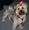 Share your favorite puppy cut pics - pleeeeaaaze!-daisy-puppy-cut-pink.jpg