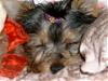 Here She Is!!!-small-pic-gracie-home-2.jpg