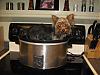 Calling all yorkie cooks!!!-resized.jpg