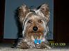 Snickers the Teapot Yorkie-100_1324.jpg