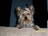 Snickers the Teapot Yorkie-100_1325.jpg