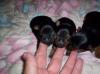More pics of monkies babies 9 days old-mollies-little-ones.jpg