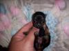 More pics of monkies babies 9 days old-little-mollies-babies.jpg