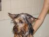 Rub a Dub Dub! Thor's in the Tub-bathtime.jpg