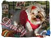 Snickers the Teapot Yorkie-daisy-christmas-07-d.jpg