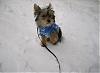 Snow DAY! Kodas first time in the snow.-resized7.jpg