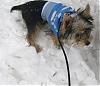 Snow DAY! Kodas first time in the snow.-resized9.jpg