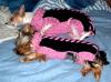 My Sleeping Twinkies!!!-divasleepers.jpg