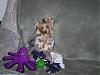 Yorkie Pictures-mytoysljpg.jpg