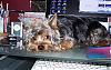 yorkie or silky-100_2419.jpg