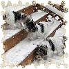 My Biewer snowbabies.....-snowbabies_avatar.jpg