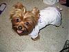 I couldn't pass her up...here's Lola!!-newmaddieandsophie-037-medium-.jpg