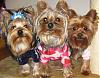 My handsome man and his buddies-newmaddieandsophie-063-medium-.jpg