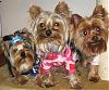 My handsome man and his buddies-newmaddieandsophie-065-medium-.jpg