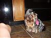 Jeanie's Groomed - and a NEW PERTY DRESS!!-n799765146_2362409_1871.jpg