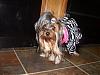 Jeanie's Groomed - and a NEW PERTY DRESS!!-n799765146_2362411_2433.jpg