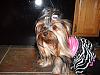 Jeanie's Groomed - and a NEW PERTY DRESS!!-n799765146_2362413_2988.jpg