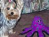 Yorkie Pictures-me-oscar.jpg